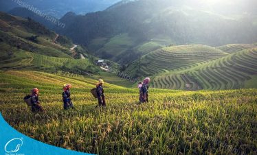 Tour Hạ Long - Sapa