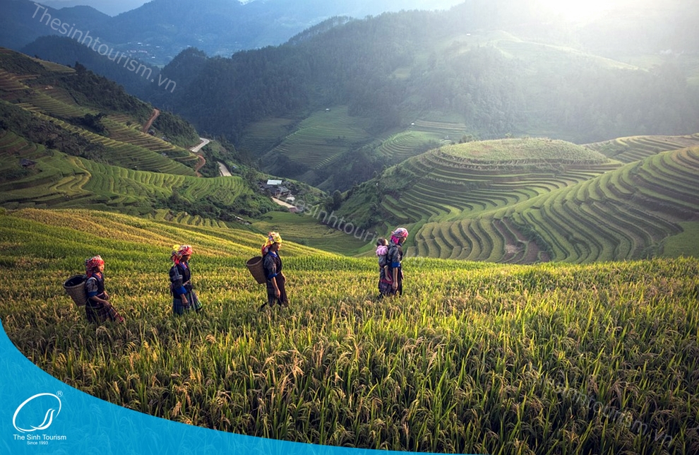 Tour Hạ Long - Sapa