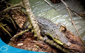 TOUR CẦN GIỜ ĐẢO KHỈ 1 NGÀY 6 hinh anh tour du lich can gio dao khi the sinh tourism sinh cafe 5 20230527