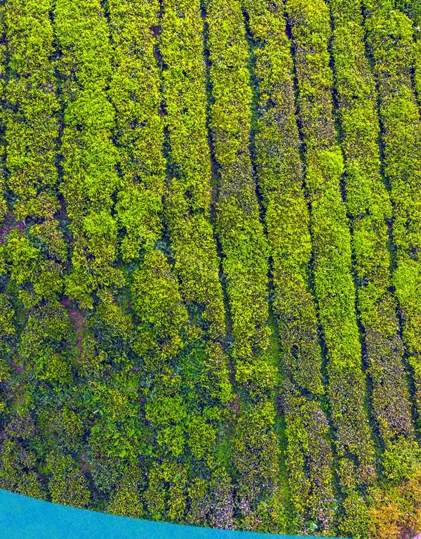 Tour Mộc Châu Tà Xùa
