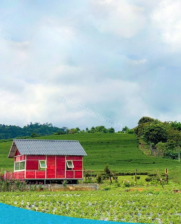 Tour Mộc Châu tà Xùa 2 ngày 1 đêm