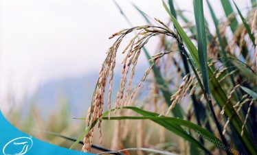 Du lịch Mộc Châu mùa thu cùng Thế Sinh Tourist