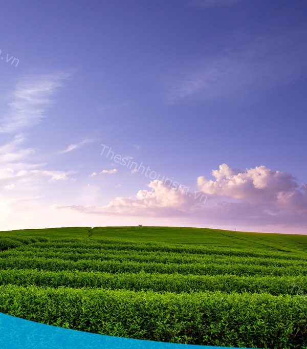 Đi Mộc Châu du lịch cùng Thế Sinh Tourism