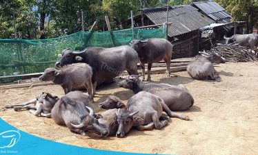 Khám phá Mù Cang Chải cùng Thế Sinh - Làng bản tại Mù Cang Chải