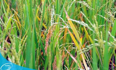 Tour Tây Bắc Mù Cang Chải