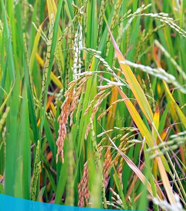 Tour Tây Bắc Mù Cang Chải