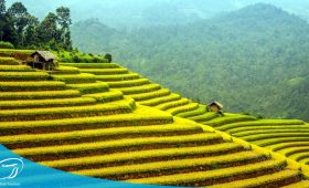 Thế Sinh Tourist - Tour du lịch Mù Cang Chải Thanh Sơn 2 ngày 1 đêm