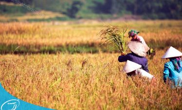 Sinh Cafe Travel - Tour Du lịch Mù Cang Chải - Kinh nghiệm du lịch Mù Cang Chải - Mù Cang Chải mùa lúa chín