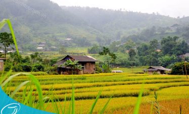 Thế Sinh Tourist - Du lịch Mù Cang Chải - Kinh nghiệm du lịch Mù Cang Chải - Mùa lúa chín ở Mù Cang Chải