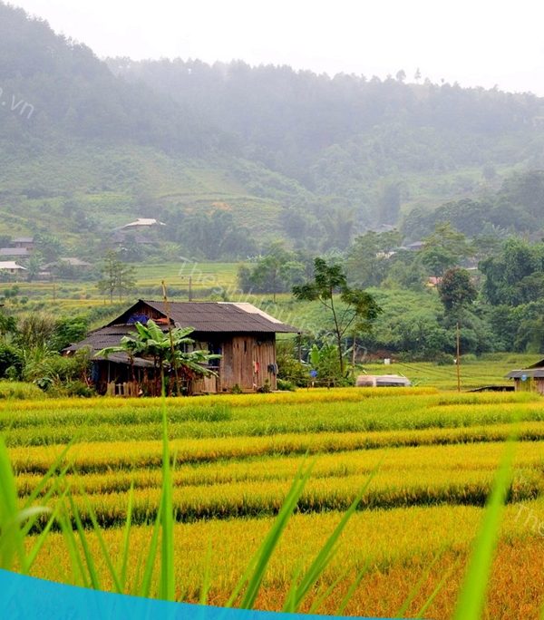 Thế Sinh Tourist - Du lịch Mù Cang Chải - Kinh nghiệm du lịch Mù Cang Chải - Mùa lúa chín ở Mù Cang Chải