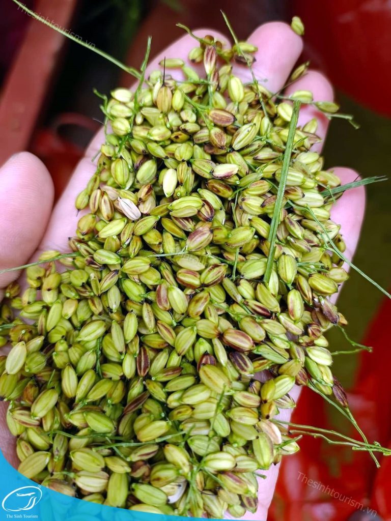 MÙ CANG CHẢI TRẠM TẤU - SUỐI KHOÁNG NÓNG - THANH SƠN - NGHĨA LỘ 3 NGÀY 2 ĐÊM 6 tour du lich mu cang chai the sinh tourist the sinh tourism sinh cafe 043 20230812