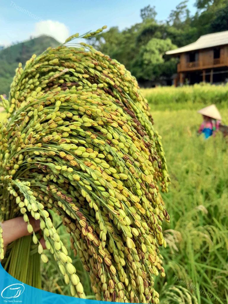 tour du lich mu cang chai the sinh tourist the sinh tourism sinh cafe 047 20230812