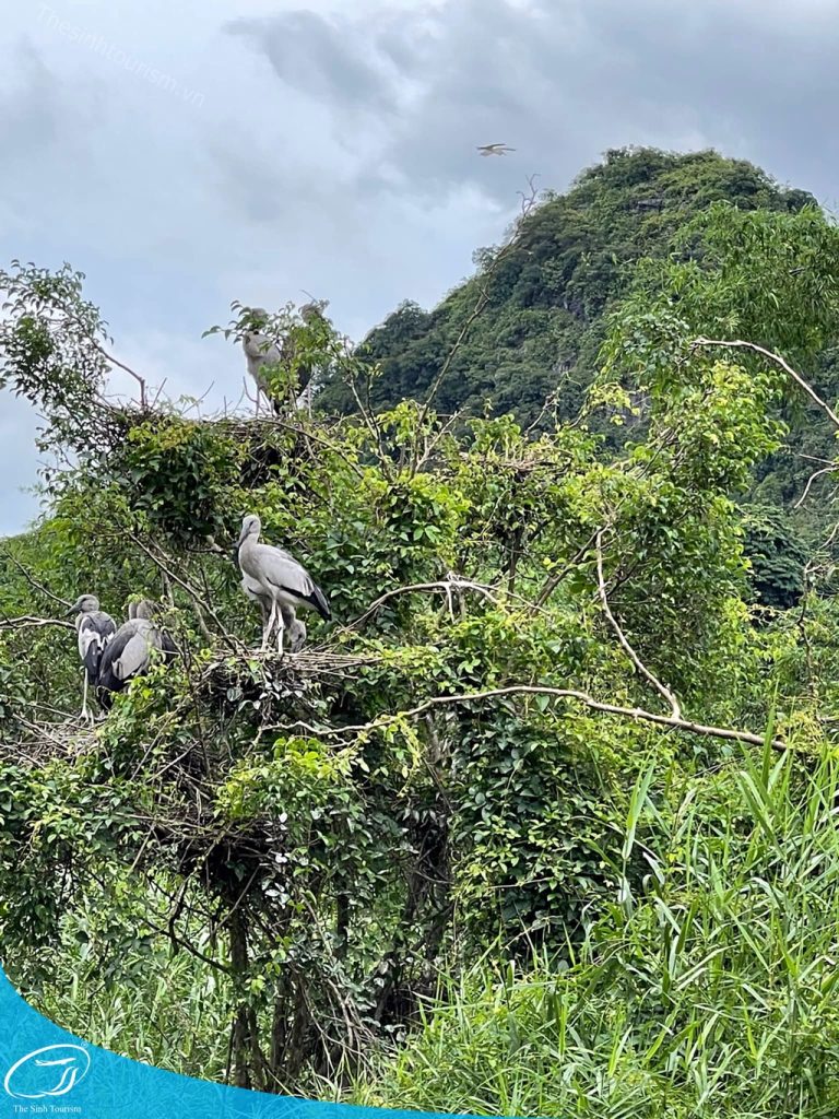 du lich thung nham ninh binh tour du lich ninh binh the sinh tourist the sinh tourism sinh cafe travel 002 20230912