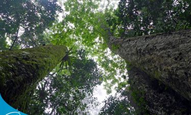 Du lịch Ninh Bình - Vườn quốc giá Cúc Phương