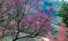 Ảnh sưu tầm - Hoa Tớ Dày - Đặt tour Mù Cang Chải