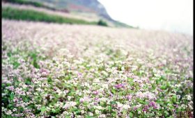 tour du lich ha giang dat tour di ha giang the sinh tourist the sinh tourism sinh cafe travel 026 20231109