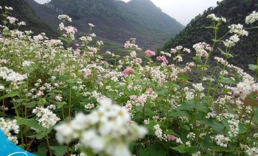 Đặt Tour đi Hà Giang - Thế Sinh - Sinh Cafe Travel - Đi du lịch Hà Giang