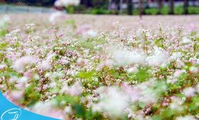 Thế Sinh Tourism - Kinh nghiệm đi du lịch Hà Giang - Du lịch đến Hà Giang