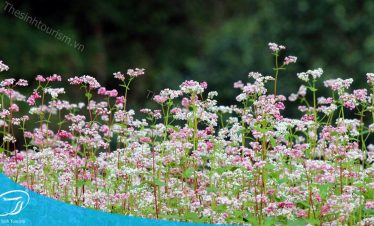 Hoa Tam Giác Mạch -Khám phá Hà Giang - Địa chỉ đặt tour đi Hà Giang - 50 Đường Thành, Hoàn Kiếm, Hà Nội