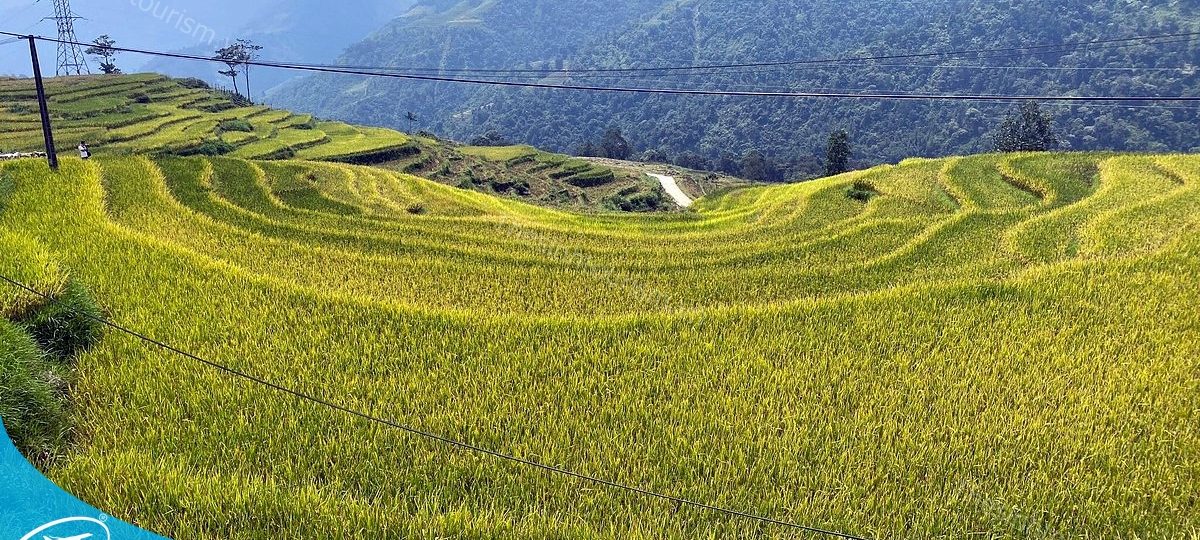 Ruộng Bậc Thang Sapa Mùa Nước Đổ - Điểm Đẹp Huyền Bí Của Vùng Cao 1 Ruộng bậc thang Sapa