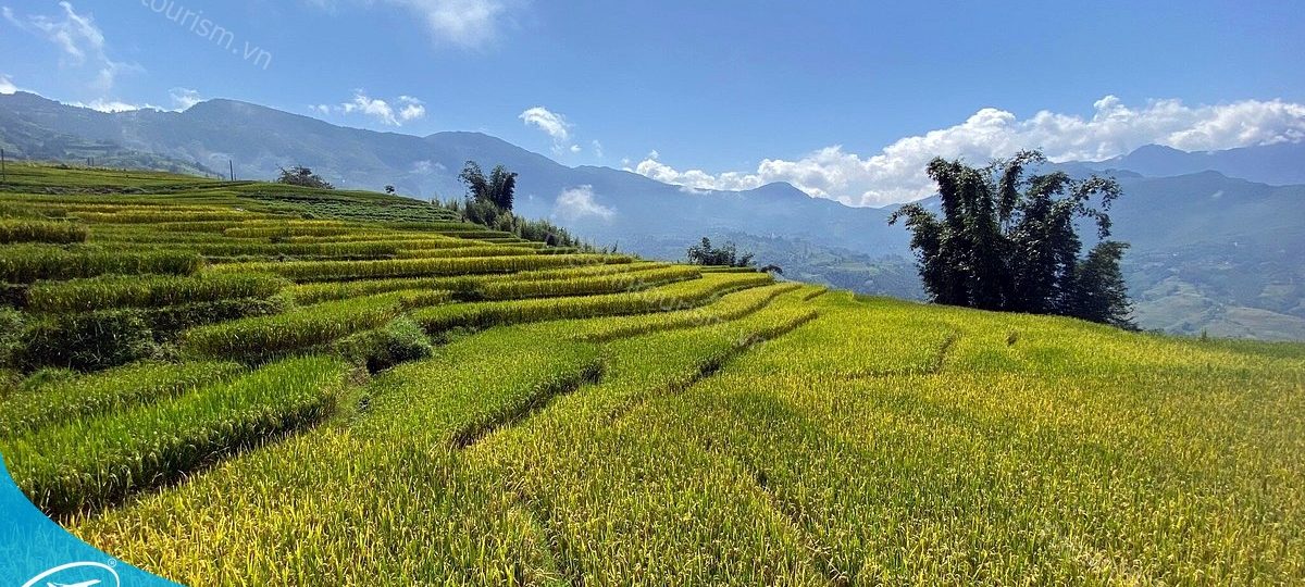 Du lịch Tây Bắc - Chạm vào vẻ đẹp nguyên sơ giữa đại ngàn 1 Ruộng bậc thang Sapa - Du lịch Sapa cùng Thế Sinh Tourism