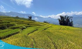 Ruộng bậc thang Sapa - Du lịch Sapa cùng Thế Sinh Tourism