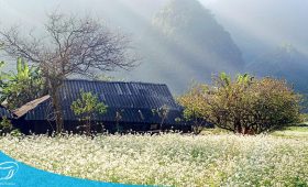 Đặt tour Mộc Châu 2 ngày 1 đêm cùng Thế Sinh Tourist