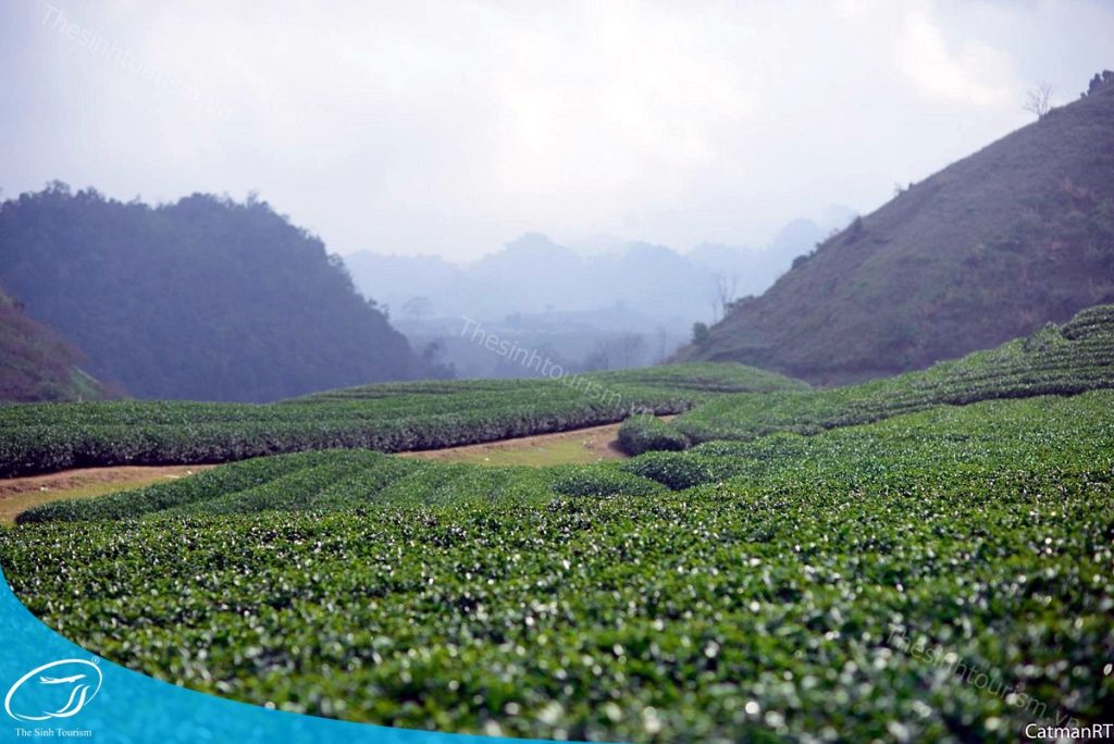 Đặt tour Mộc Châu 2 ngày cùng Thế Sinh Tourism