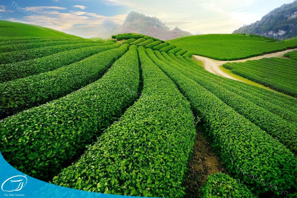 Trải nghiệm mùa xuân ở Mộc Châu cùng Thế Sinh