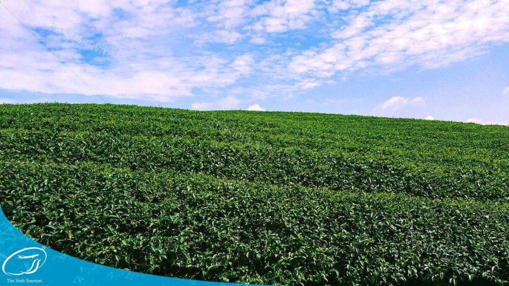 Đi tour Mộc Châu cùng Thế Sinh Tourism