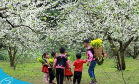 Tham quan Mộc Châu cùng Thế Sinh Tourism