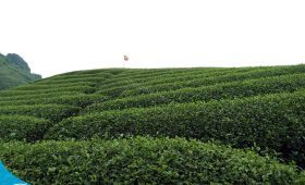 Đi du lịch Mộc Châu