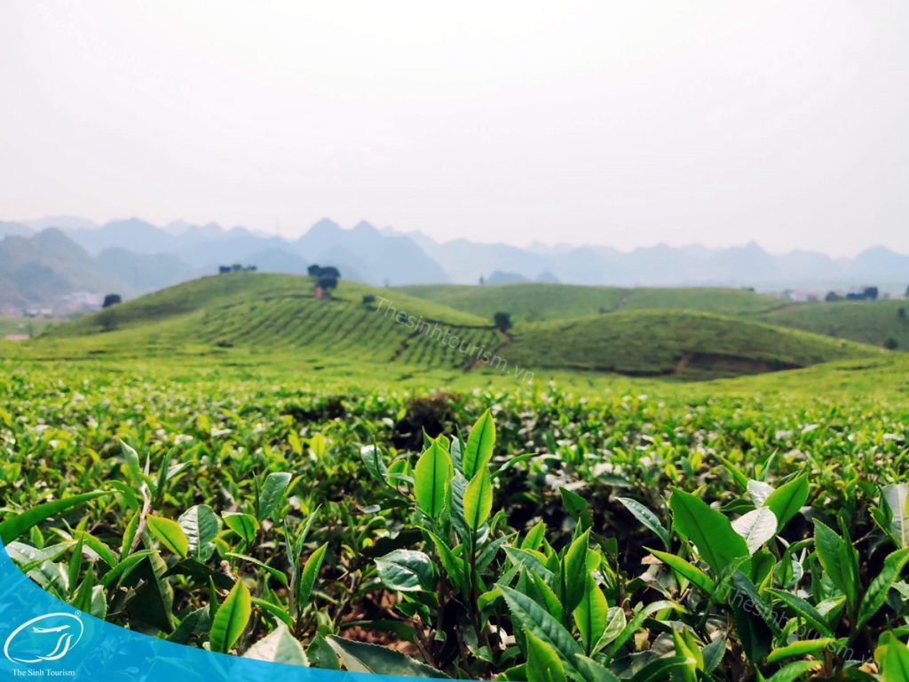 Đặt tour du lịch Mộc Châu