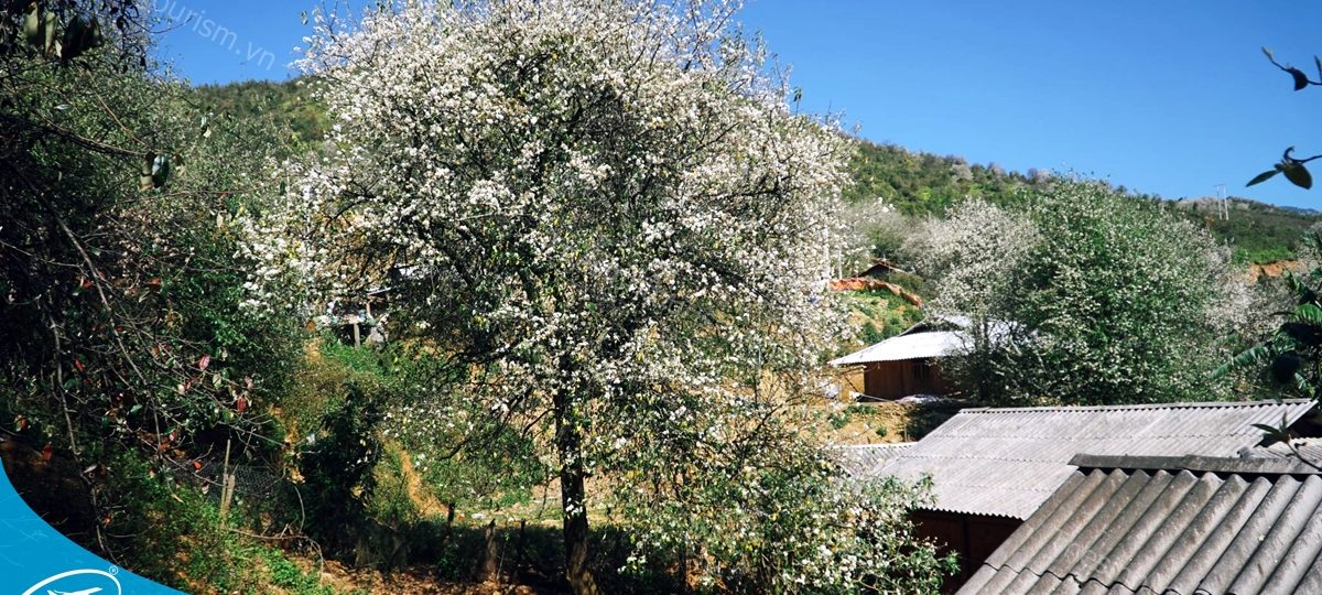 Tour đi du lịch Mộc Châu - Khám phá thiên đường hoa và nét đẹp văn hóa vùng Tây Bắc 1 Đặt tour đi du lịch Mộc Châu cùng Thế Sinh Tourism