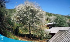 Đặt tour đi du lịch Mộc Châu cùng Thế Sinh Tourism