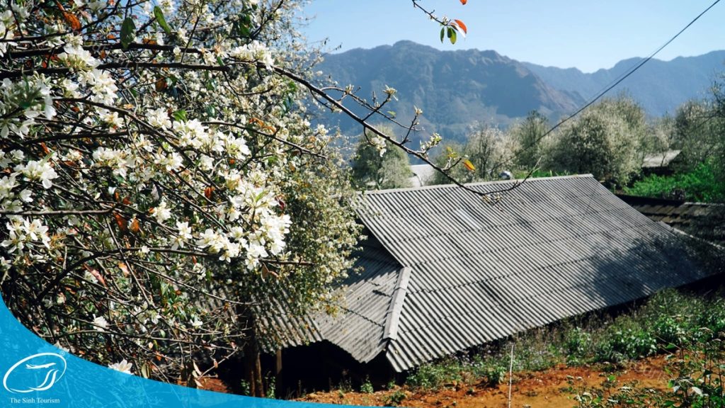 Kinh nghiệm đi du lịch Mộc Châu - Đi Mộc Châu cùng Thế Sinh Tourism