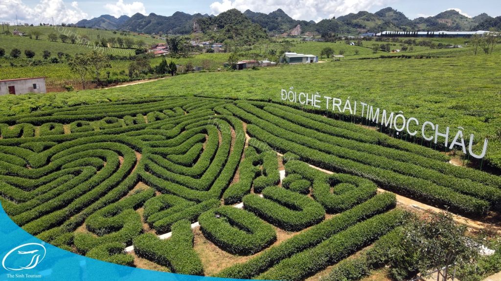 Đồi chè trái tim Mộc Châu