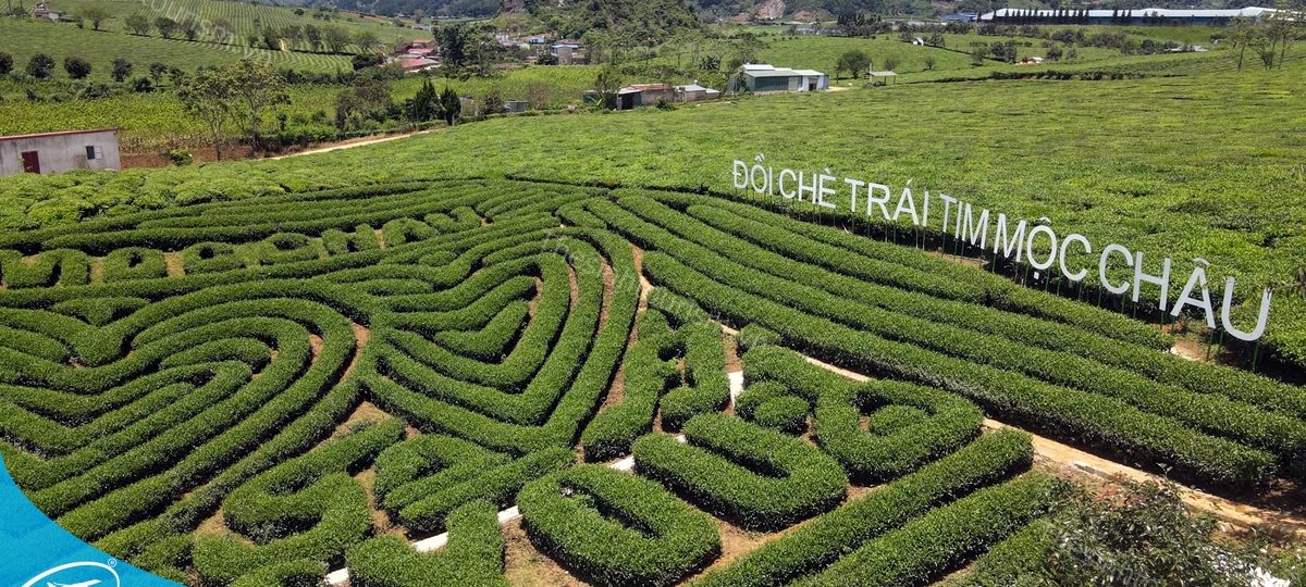 Du lịch Mộc Châu: Khám phá cao nguyên xanh giữa lòng Tây Bắc 1 Đồi chè trái tim Mộc Châu