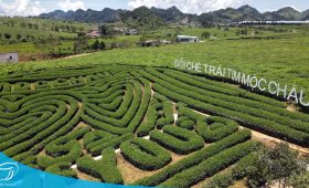 Đồi chè trái tim Mộc Châu