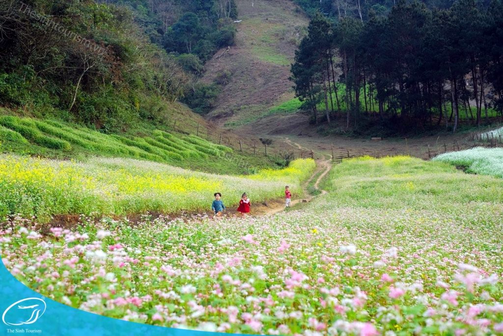 Địa chỉ đặt tour đi Mộc Châu - Văn phòng Thế Sinh Tourism tại 50 Đường Thành, Hoàn Kiếm, Hà Nội 5 Tham khảo bảng giá tour du lịch Mộc Châu tại Thế Sinh Tourism