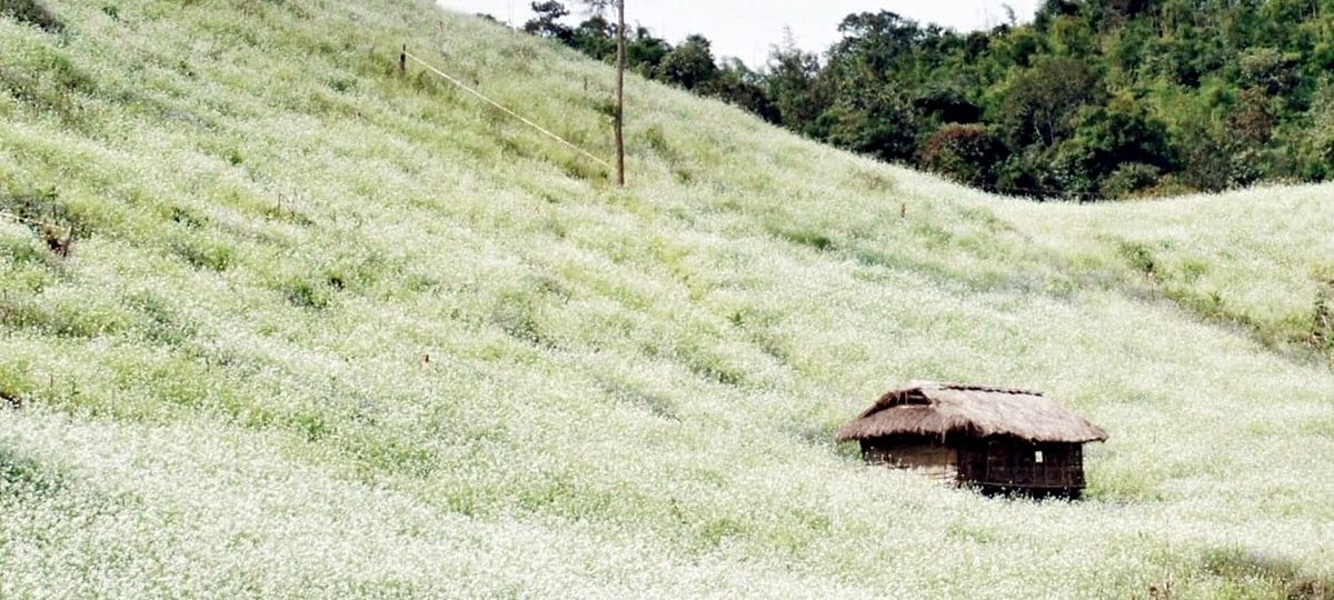 Mùa hoa ở Mộc Châu - Vùng Đất Đẹp Như Mơ 1 Tour đi du lịch Mộc Châu