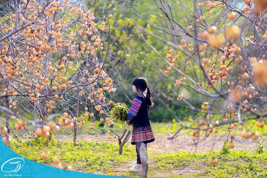 Du lịch Mộc Châu