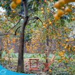 tour du lich moc chau son la the sinh tourism the sinh tourist sinh cafe travel 062 20240524 145310