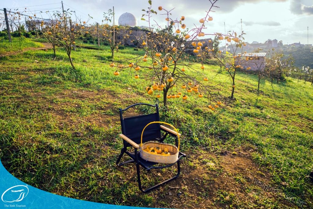 tour du lich moc chau son la the sinh tourism the sinh tourist sinh cafe travel 063 20240524 145310