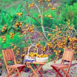 tour du lich moc chau son la the sinh tourism the sinh tourist sinh cafe travel 066 20240524 145311