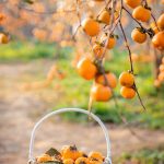 tour du lich moc chau son la the sinh tourism the sinh tourist sinh cafe travel 067 20240524 145311