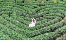 Kinh nghiệm đi du lịch Mộc Châu