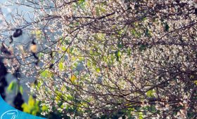 Đi du lịch Mộc Châu cùng Thế Sinh Tourism