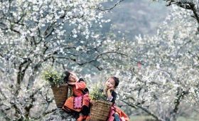 tour du lich moc chau son la the sinh tourism the sinh tourist sinh cafe travel 080 20240524 145312