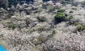 Đi du lịch Mộc Châu cùng Thế Sinh Tourism